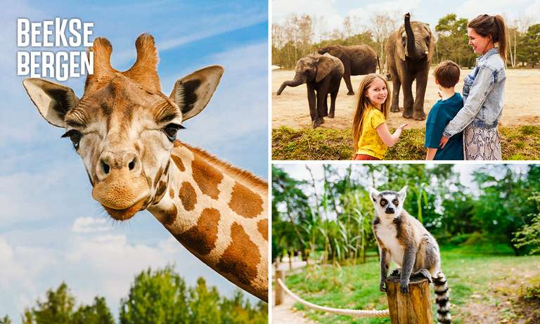 Safaripark Beekse Bergen + Heißgetränk für 16,50€ statt 29,50€