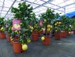 echter Zitronenbaum 70 - 100cm Zitrone Citrus Limon Zitruspflanze Lemon