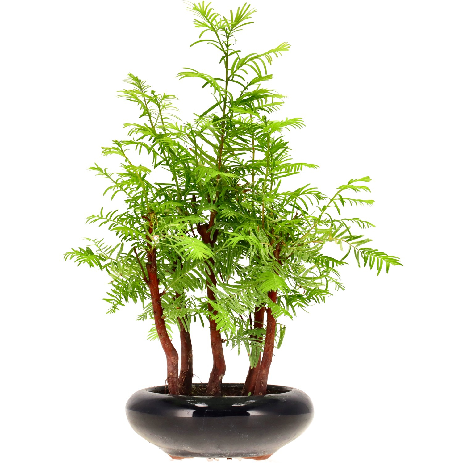 Bonsai Gruppe Urweltmammutbaum, ca. 6 J., in Schale