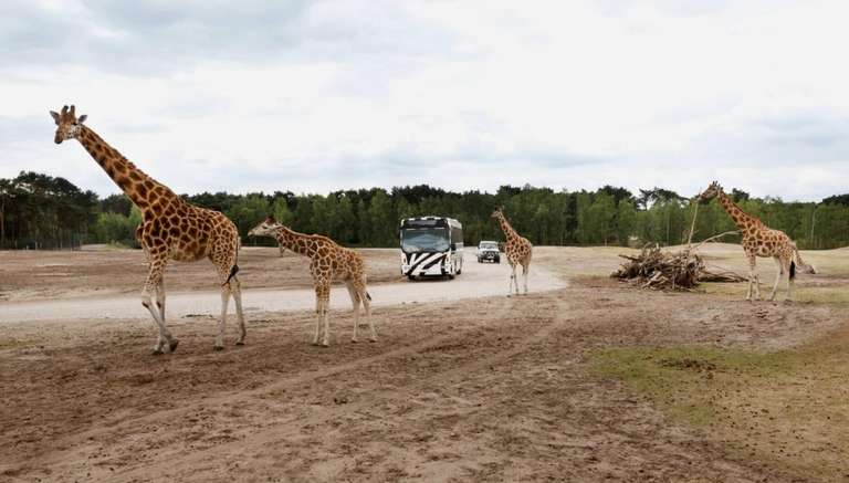 Safaripark Beekse Bergen: 2 Tagestickets 30€ für 2 Personen | Hotel optional zubuchbar | Niederlande