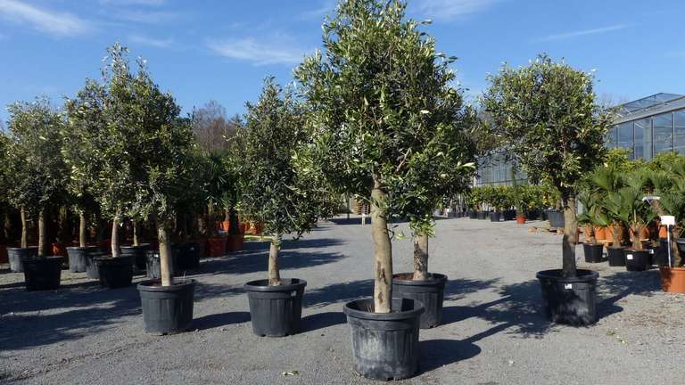 Olivenbaum Olive "20 Jahre" 170 - 180 cm Olea Europaea "Arbequina", winterhart