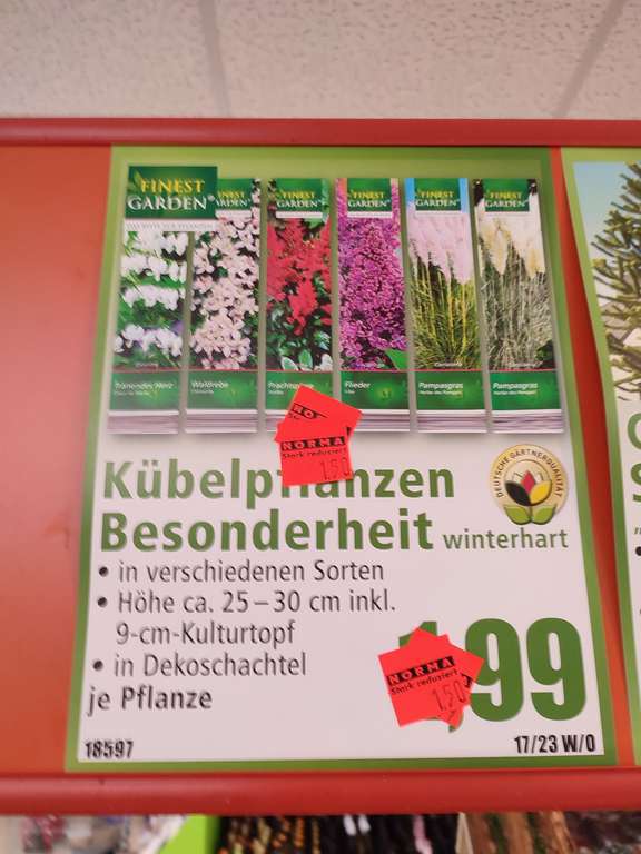 Norma Krefeld offline: Gemüse Pflanzen 1.20€/Tray