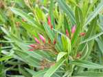 Oleander Premiumqualität 80 - 100 cm Busch Nerium Ø40-60 cm rot, rosa oder weiß