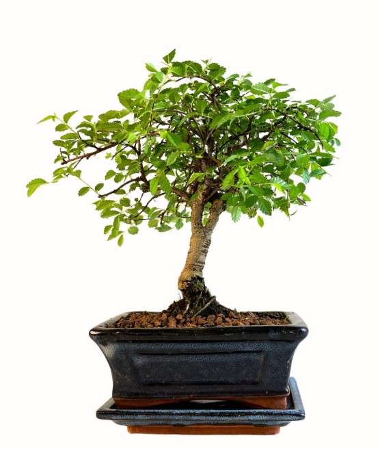 Chinesische Ulme Bonsai 2535 cm fr 25,50  Robust & Pflegeleicht at  Meinebonsai | mydealz