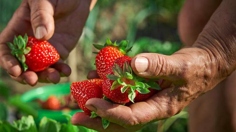 ÖKO-TEST: Erdbeeren - Testergebnisse gratis lesen