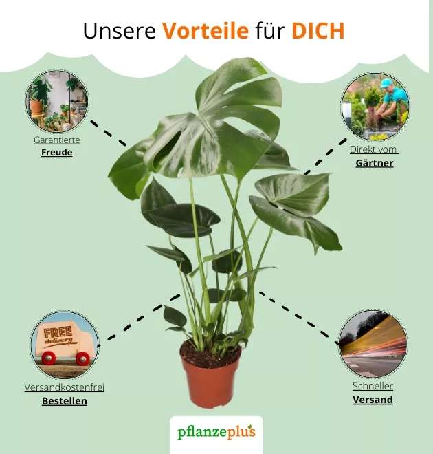 5er-Pflanzenset für 27,98€ inkl. Versand | Monstera | Dracaena | Bananenpflanze | Fatsia Zimmeraralie | Goldfruchtpalme