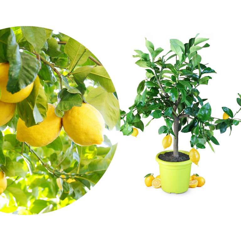 Zitronenbaum [Mezzo] - Citrus limon - echte Zitrone