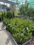 Thuja Pflanzen  5 im Abverkauf, Lauchhammer, Toom & Markt | mydealz