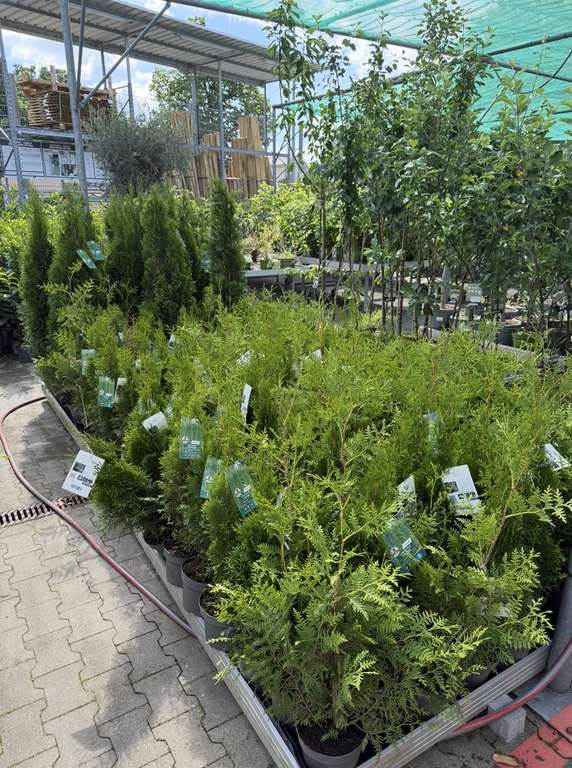 Thuja Pflanzen  5 im Abverkauf, Lauchhammer, Toom & Markt | mydealz