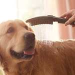 [Prime] Hansgrohe Hundedusche DogShower, wassersparend mit 3 Strahlarten zur Fellpflege von Hunden mit Streichelnoppen, versch. Farben