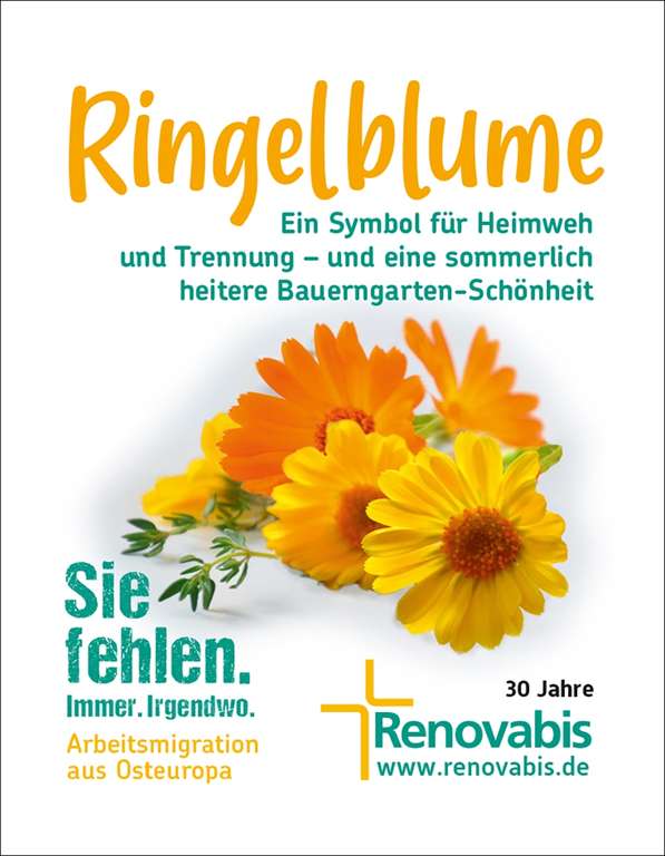 Gratis Ringelblumensamen + Gartenkresse