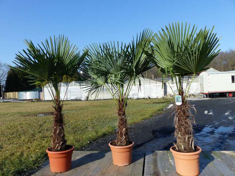XXL Palme Stammhöhe 40-50 cm winterhart 180 cm Trachycarpus fortunei, Hanfpalme