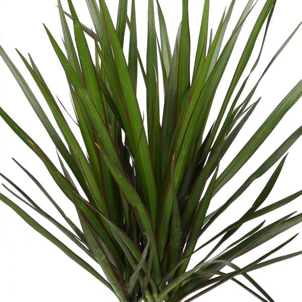 [Pflanzeplus] 5er-Set Monstera (50-70 cm), Dracaena (45-55 cm), Yucca Palme (45-55 cm), Ficus Elastica (50-55 cm), Goldfruchtpalme (45-55cm)