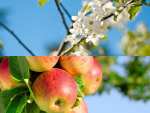 4x Obstbäume Apfel, Kirsche, Birne & Pflaume (winterhart, 60–70 cm) für 37,90€
