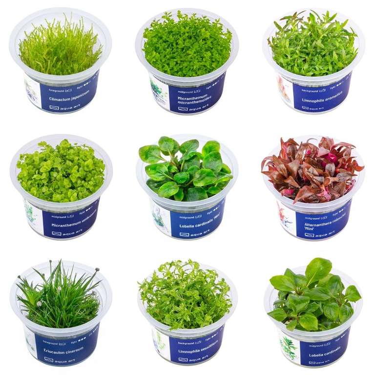 In Vitro Pflanzen Aktion von AquascapingForLife - Kaufe 5 In Vitro Pflanzen und bekomme eine Gratis dazu