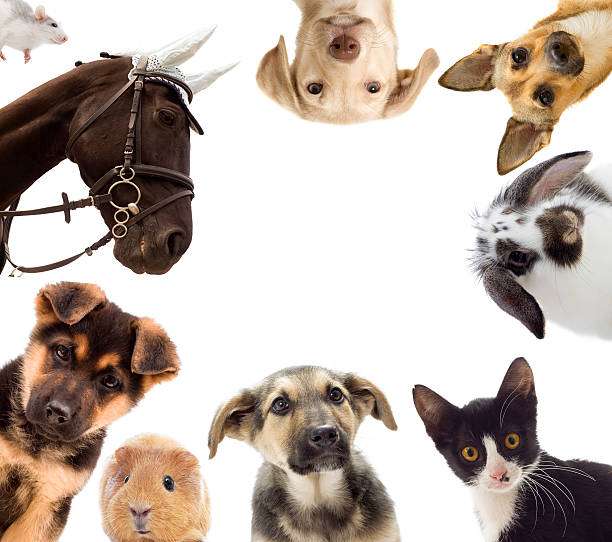 Kostenlose und Günstige Tierfutter Probierpakete Sammeldeal Für Hunde, Katzen, Pferd etc