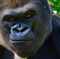 Gorilla's Profilbild
