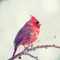 redbird's Profilbild