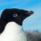 pinguinismus's Profilbild