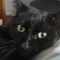 Black-Cat's Profilbild