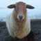 Miri_Sheep's Profilbild