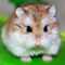 Cute_Hamster's Profilbild