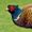 Pheasant's Profilbild