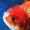 _goldfish's Profilbild