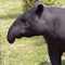 Tapir3k's Profilbild