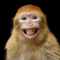 IRL-Bonobo's Profilbild
