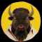 bison_oo's Profilbild