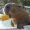 kapibar's Profilbild