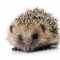 Hedgehog's Profilbild