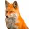 red_fox's Profilbild