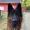 Berghund's Profilbild