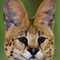 serval's Profilbild