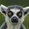 Lemurgleichung's Profilbild