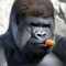grosser_gorilla's Profilbild