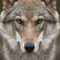 Wolf30's Profilbild