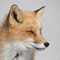 red-fox's Profilbild